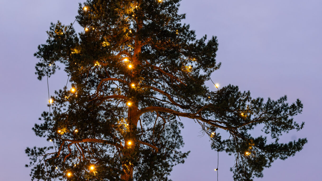 Furu med julebelysning.
