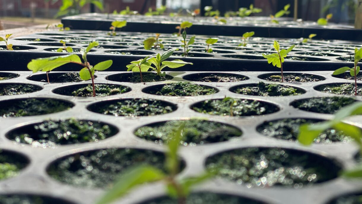 Small plants harvested and grown locally.
