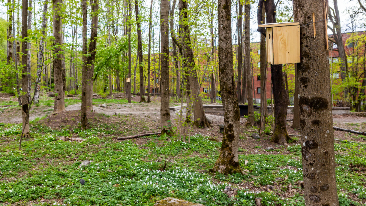 På arrangementet vil du få høre om skjøtselsbasert parkutvikling i Haugerudparken. Foto: Tove Lauluten / bar bakke landskapsarkitekter
