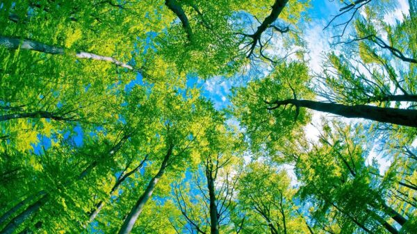 Foto: wallpaperswide.com