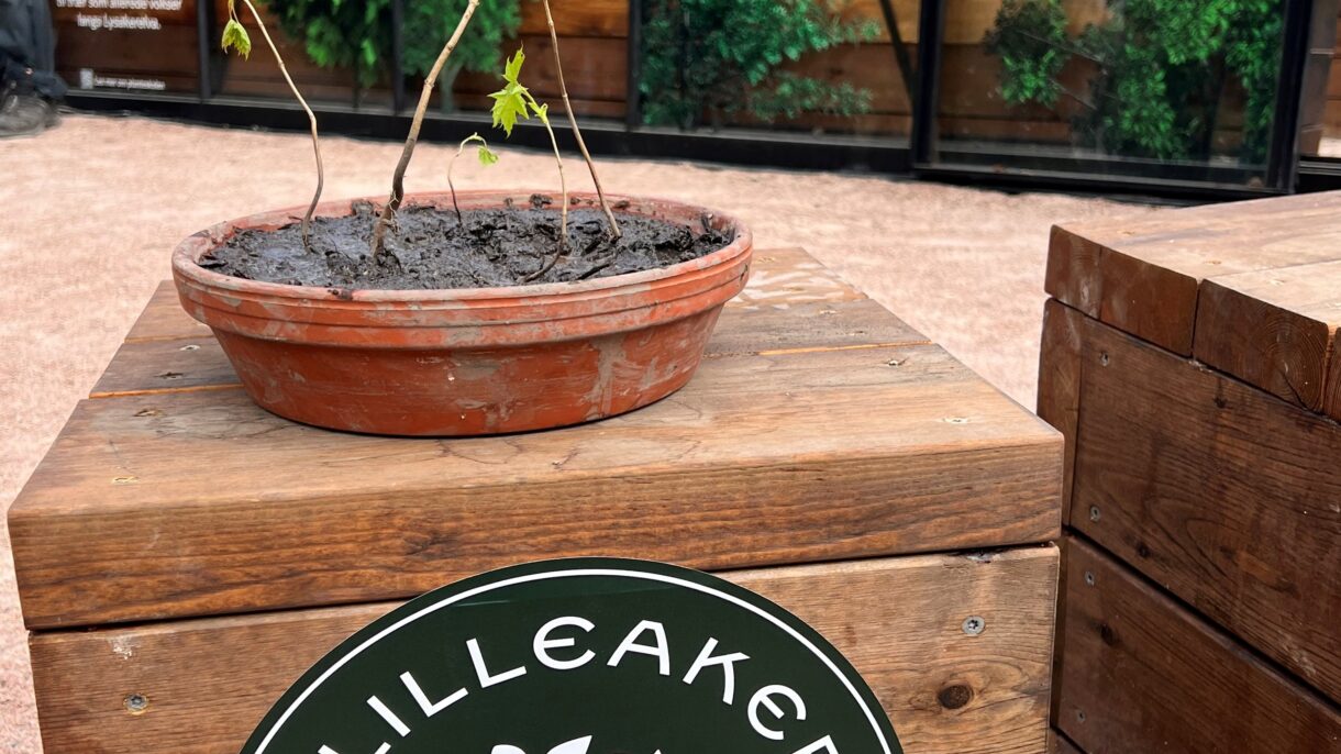 Fire nye trær er på vei oppover. Foto: Mustad Eiendom/Lilleakerbyen