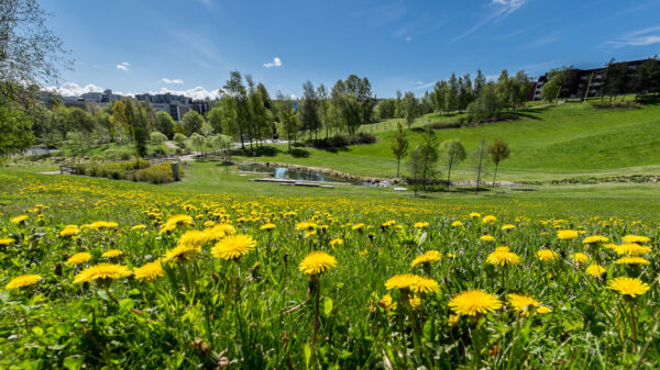 Illustrasjonsfoto fra Furuset. Foto: Tove Lauluten